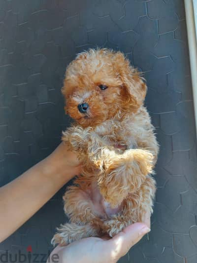 toy poodle boy