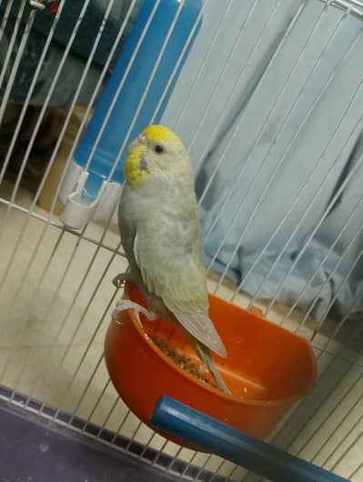 قص بادجي  شغال بكل مستلزماته
