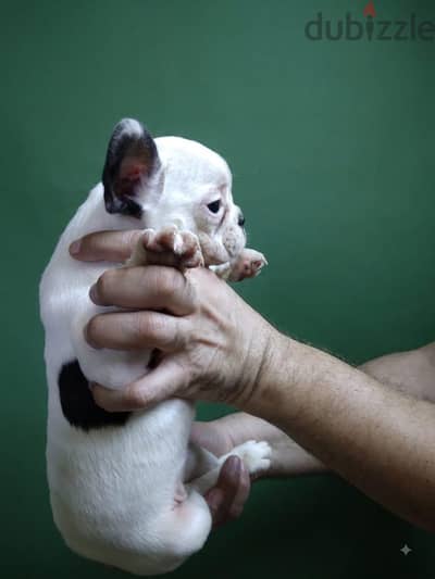 french bulldog _ فرينش بولدوج