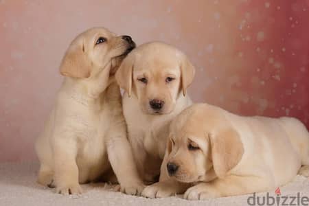 Labrador - show class