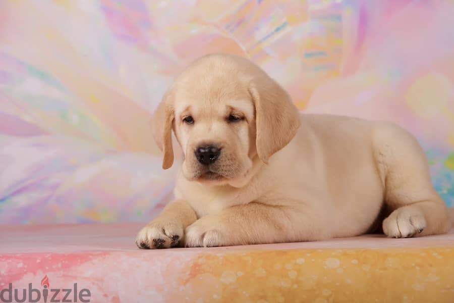 Labrador - show class 1
