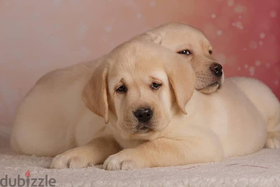 Labrador - show class 2