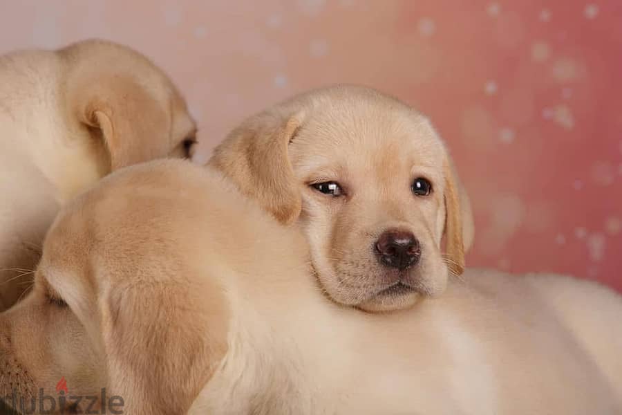 Labrador - show class 3