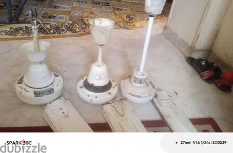 مراوح