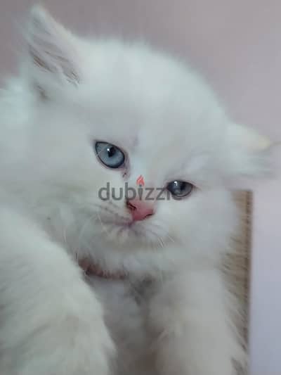 قطاقيط هيمالايا اورانج