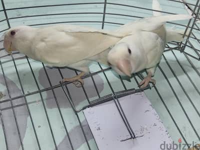 اول عش ليهم  قص روز البينو عين حمرا وبيجهز لعش والنتايه موسعه