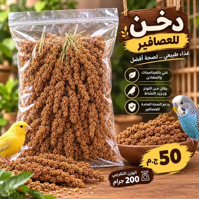 دخن  للطيور