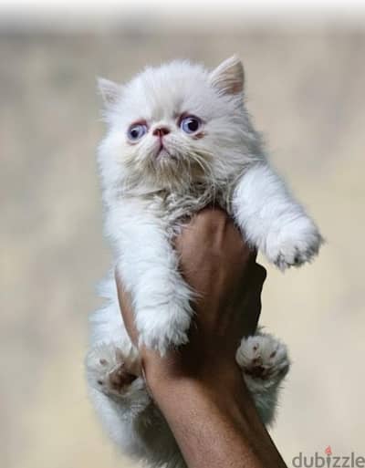 Persian 55 days