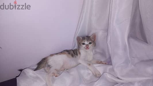 تبى قطه