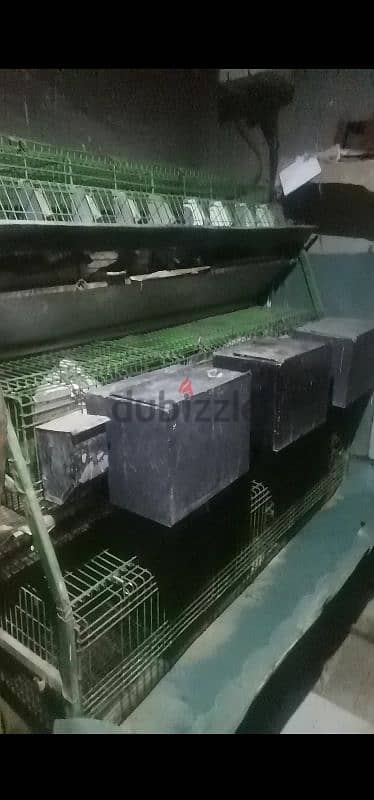 بطاريات أرانب للبيع