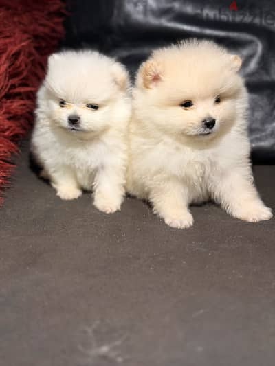 Pomeranian puppy بومرينيان