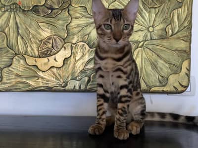 Male Bengal Kitten Purebred Available – Beautiful Rosetted Bengal