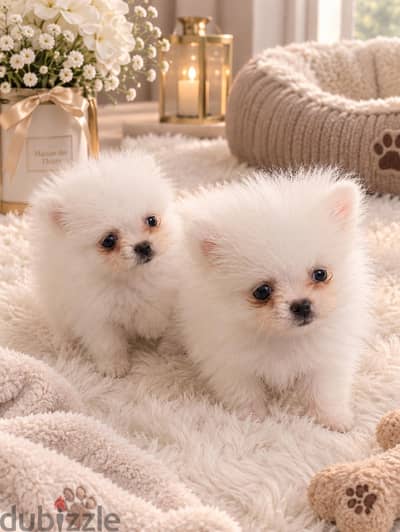 pomarenian puppy بومارنين بيور