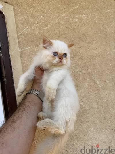 بنتين هيمالايا ٧٠ يوم