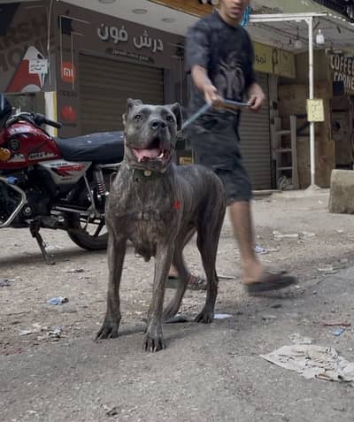 كين كورسو - cane corso