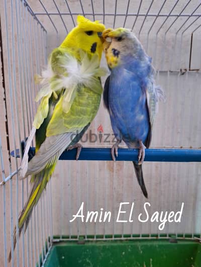 قص رينبو فلل بنفسجي كلير وينج ألوان تحف ممنوعات