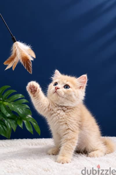 Scottish & British male cat - kitten NY12