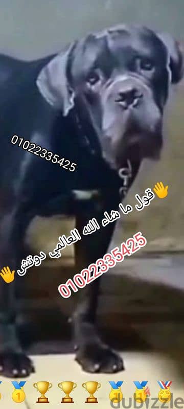 ما شاء الله الله اكبر متاح البطل العالمي الدم المحظور للبيع او للجواز