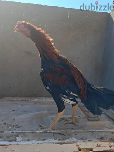 فراخ هندي