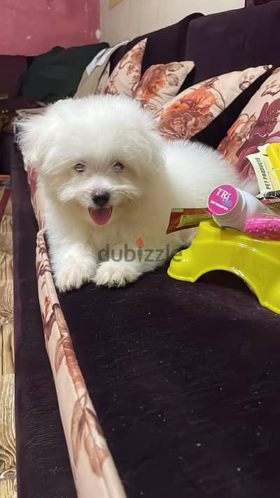 كلب هافينز