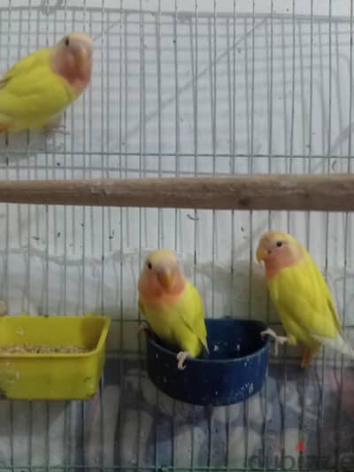 شباب روز أوبلاين ريد