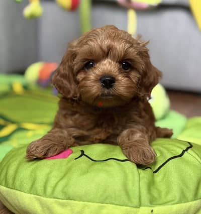 maltipoo pure