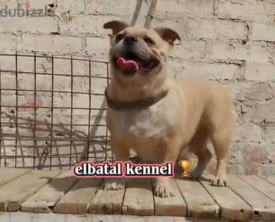 بنوته بج منتجه