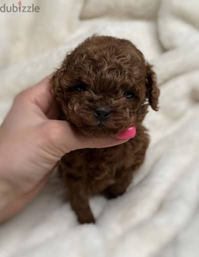 tea cup poodle