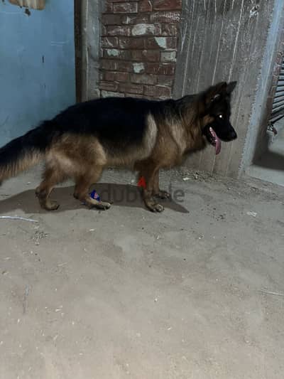 ‏Sherman