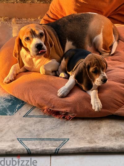 Beagle puppy