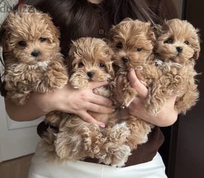 maltipoo 45 days