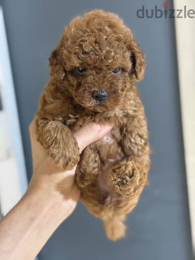 tea cup poodle