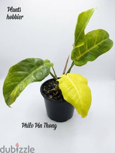 Philodendron Pin Thong