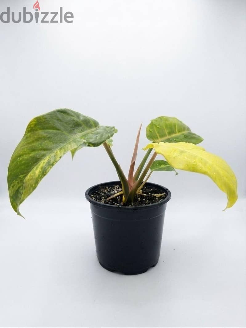 Philodendron Pin Thong 1