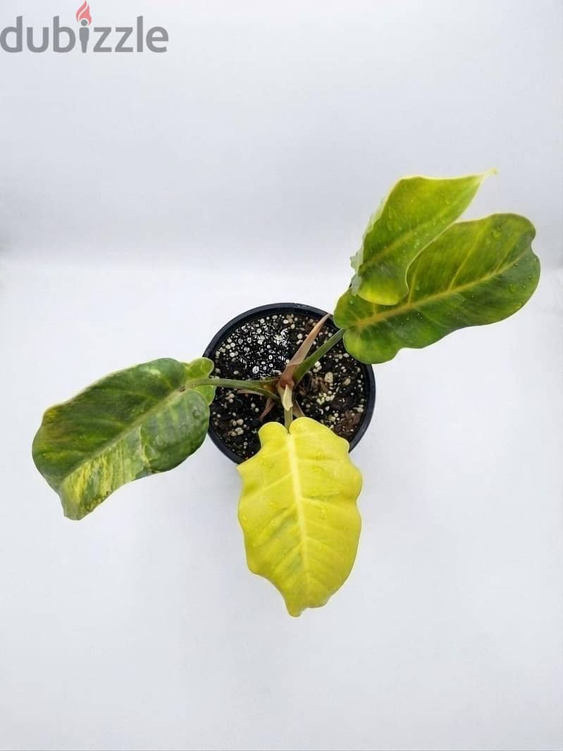 Philodendron Pin Thong 2