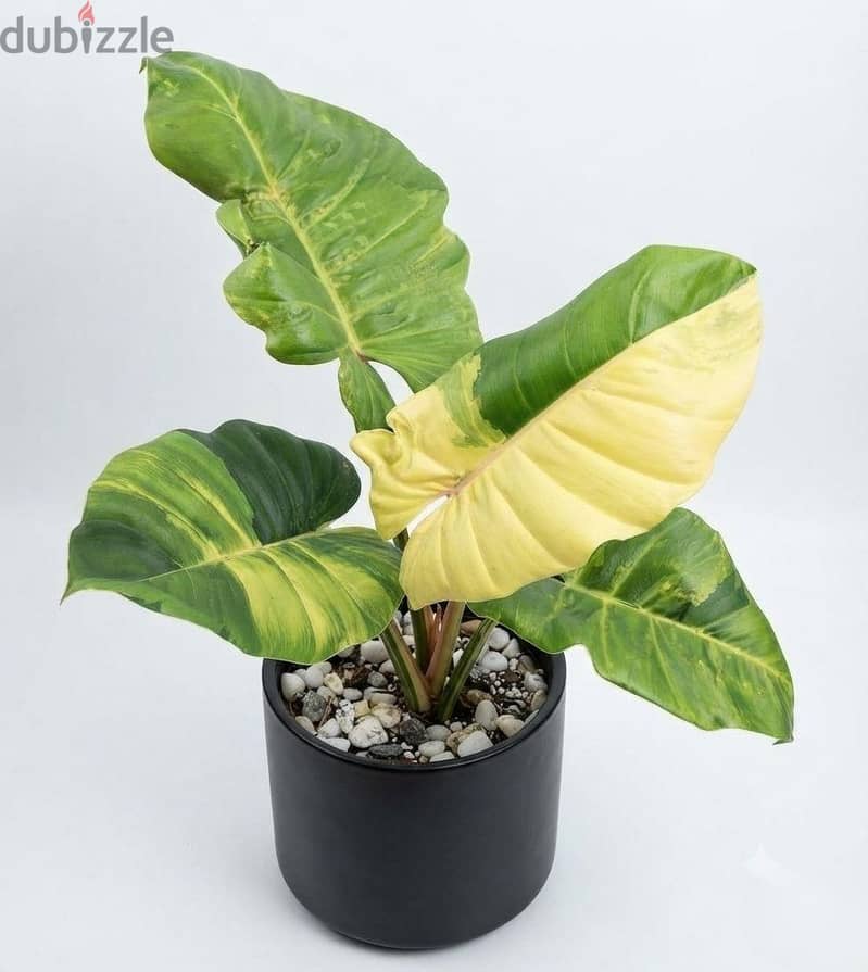 Philodendron Pin Thong 3