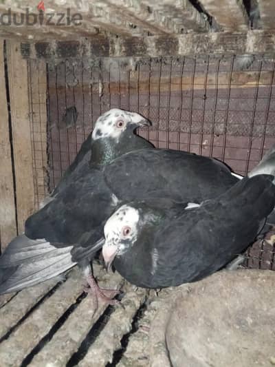 جوز كرزليه شغالين بالضمان ذكر انجليزي شغال برده بالضمان