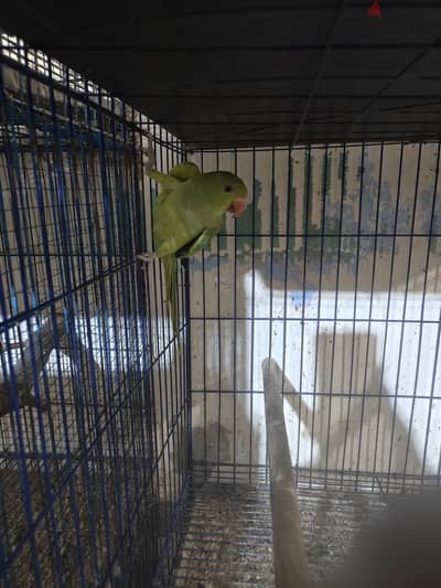 دره هندي