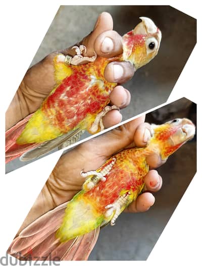 كونيور  باينابول
