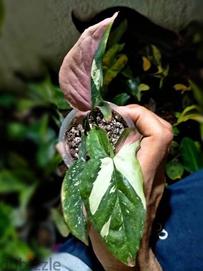 Syngonium Tricolor