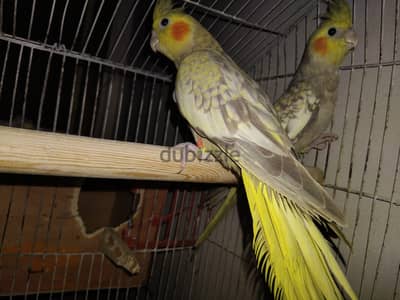 مكانك