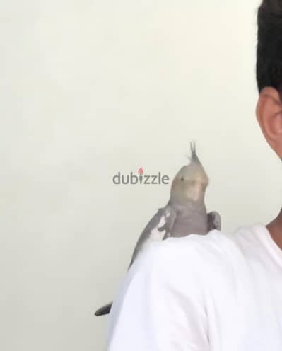 عصفور كوكتيل بص في الديسكريبشن