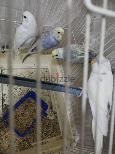 زوجين عصافير زوج منهم رينبوا ودكر  باندد في رمادي ونتاية بيضاء