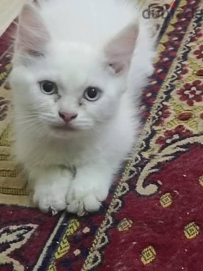قط شيرازي للبيع عمر شهرين