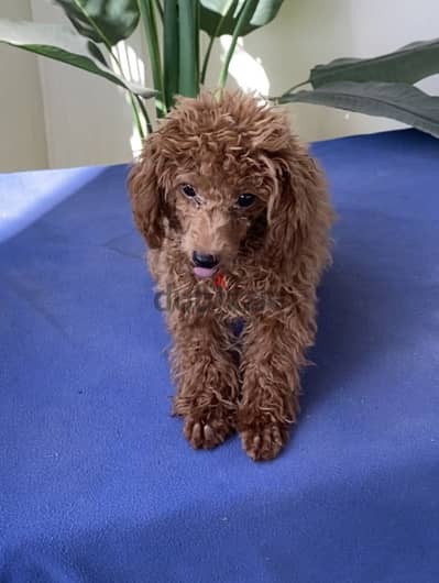 female toy poodle 5 months 