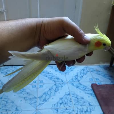 نتايه كوكتيل شغاله