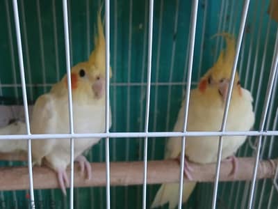 كوكتيل لاتيني شباب  ٣-٤ شهور