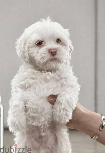 havanese puppies