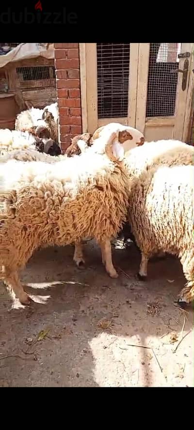 بسم الله ماشاء الله يوجد خرفان برقي لحم تربيه بيتي للعقيقه أو ندر