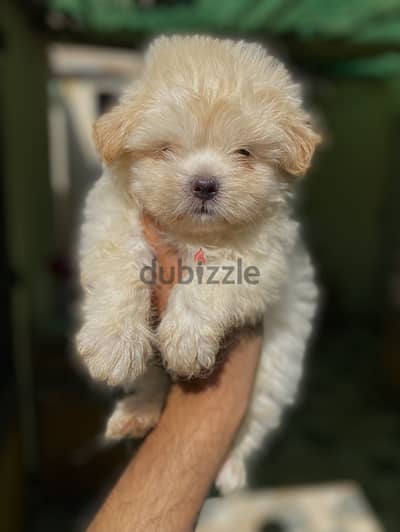 Havanese هافنيز